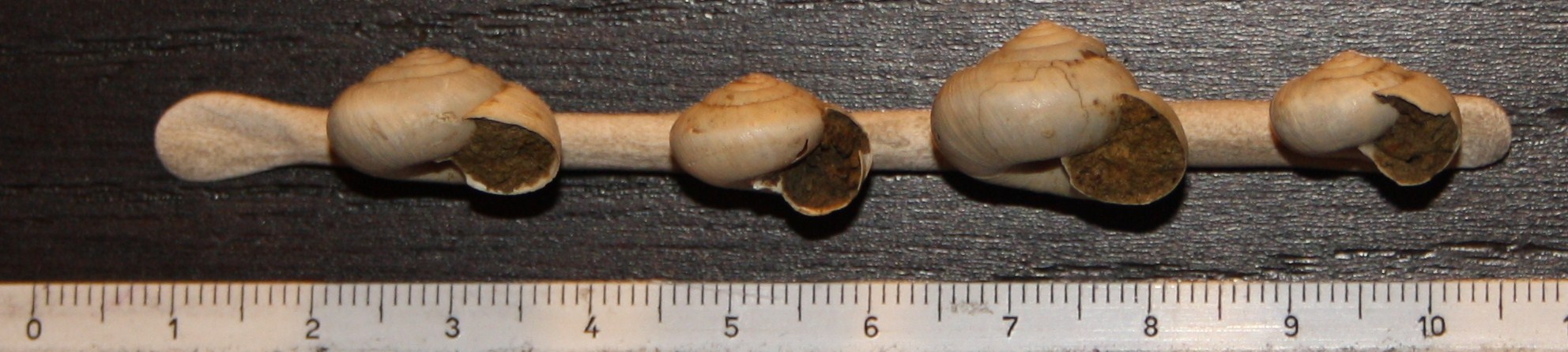 Hygromiidae da identificare